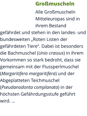 Großmuscheln Alle Großmuscheln Mitteleuropas sind in ihrem Bestand gefährdet und stehen in den landes- und bundesweiten „Roten Listen der gefährdeten Tiere“. Dabei ist besonders die Bachmuschel (Unio crassus) in ihrem Vorkommen so stark bedroht, dass sie gemeinsam mit der Flussperlmuschel (Margaritifera margaritifera) und der Abgeplatteten Teichmuschel (Pseudanodonta complanata) in der höchsten Gefährdungsstufe geführt wird. …