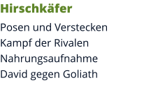 Hirschkäfer Posen und VersteckenKampf der RivalenNahrungsaufnahmeDavid gegen Goliath