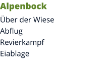 Alpenbock Über der WieseAbflugRevierkampfEiablage