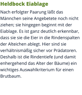 Heldbock Eiablage Nach erfolgter Paarung läßt das Männchen seine Angebetete noch nicht ziehen; sie hingegen beginnt mit der Eiablage. Es ist ganz deutlich erkennbar, dass sie sie die Eier in die Rindenspalten der Alteichen ablegt. Hier sind sie verhältnismäßig sicher vor Prädatoren. Deshalb ist die Rindentiefe (und damit enhergehend das Alter der Bäume) ein wichtiges Auswahlkriterium für einen Brutbaum.