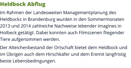 Heldbock Abflug Im Rahmen der Landesweiten Managementplanung des Heldbocks in Brandenburg wurden in den Sommermonaten 2013 und 2014 zahlreiche Nachweise lebender Imagines in Holbeck getätigt. Dabei konnten auch Filmszenen fliegender Tiere aufgenommen werden. Der Alteichenbestand der Ortschaft bietet dem Heldbock und im Übrigen auch dem Hirschkäfer und dem Eremit langfristig beste Lebensbedingungen.