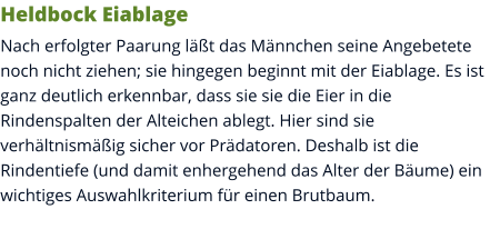 Heldbock Eiablage Nach erfolgter Paarung läßt das Männchen seine Angebetete noch nicht ziehen; sie hingegen beginnt mit der Eiablage. Es ist ganz deutlich erkennbar, dass sie sie die Eier in die Rindenspalten der Alteichen ablegt. Hier sind sie verhältnismäßig sicher vor Prädatoren. Deshalb ist die Rindentiefe (und damit enhergehend das Alter der Bäume) ein wichtiges Auswahlkriterium für einen Brutbaum.