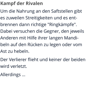 Kampf der Rivalen Um die Nahrung an den Saftstellen gibt es zuweilen Streitigkeiten und es entbrennen dann richtige "Ringkämpfe". Dabei versuchen die Gegner, den jeweils Anderen mit Hilfe ihrer langen Mandibeln auf den Rücken zu legen oder vom Ast zu hebeln. Der Verlierer flieht und keiner der beiden wird verletzt. Allerdings …
