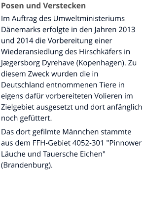 Posen und Verstecken Im Auftrag des Umweltministeriums Dänemarks erfolgte in den Jahren 2013 und 2014 die Vorbereitung einer Wiederansiedlung des Hirschkäfers in Jægersborg Dyrehave (Kopenhagen). Zu diesem Zweck wurden die in Deutschland entnommenen Tiere in eigens dafür vorbereiteten Volieren im Zielgebiet ausgesetzt und dort anfänglich noch gefüttert. Das dort gefilmte Männchen stammte aus dem FFH-Gebiet 4052-301 "Pinnower Läuche und Tauersche Eichen" (Brandenburg).