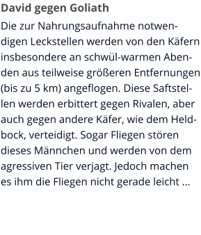 David gegen Goliath Die zur Nahrungsaufnahme notwendigen Leckstellen werden von den Käfern insbesondere an schwül-warmen Abenden aus teilweise größeren Entfernungen (bis zu 5 km) angeflogen. Diese Saftstellen werden erbittert gegen Rivalen, aber auch gegen andere Käfer, wie dem Heldbock, verteidigt. Sogar Fliegen stören dieses Männchen und werden von dem agressiven Tier verjagt. Jedoch machen es ihm die Fliegen nicht gerade leicht ...