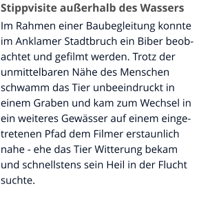 Stippvisite außerhalb des Wassers Im Rahmen einer Baubegleitung konnte im Anklamer Stadtbruch ein Biber beobachtet und gefilmt werden. Trotz der unmittelbaren Nähe des Menschen schwamm das Tier unbeeindruckt in einem Graben und kam zum Wechsel in ein weiteres Gewässer auf einem eingetretenen Pfad dem Filmer erstaunlich nahe - ehe das Tier Witterung bekam und schnellstens sein Heil in der Flucht suchte.