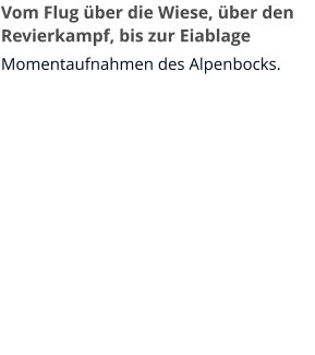 Vom Flug über die Wiese, über den Revierkampf, bis zur Eiablage Momentaufnahmen des Alpenbocks.