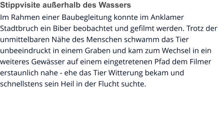 Stippvisite außerhalb des Wassers Im Rahmen einer Baubegleitung konnte im Anklamer Stadtbruch ein Biber beobachtet und gefilmt werden. Trotz der unmittelbaren Nähe des Menschen schwamm das Tier unbeeindruckt in einem Graben und kam zum Wechsel in ein weiteres Gewässer auf einem eingetretenen Pfad dem Filmer erstaunlich nahe - ehe das Tier Witterung bekam und schnellstens sein Heil in der Flucht suchte.